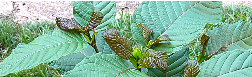 Harnessing the Power of Nature With Kratom